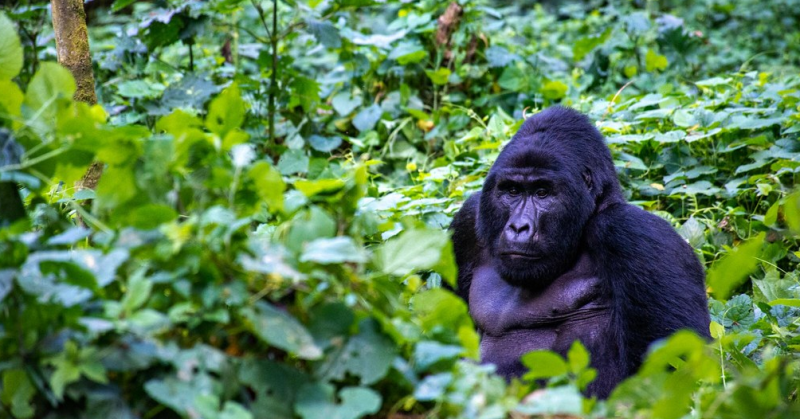 International Gorilla Conservation Programme Intensifies Campaign to Keep Mountain Gorillas Safe