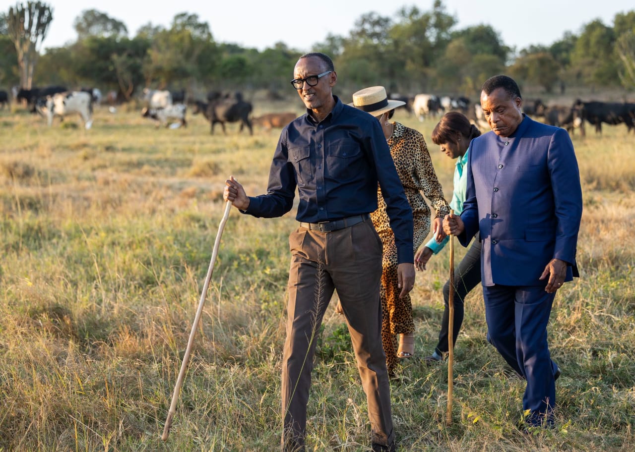 Kagame Gifts Inyambo Cows to his Congo Brazzaville Counterpart