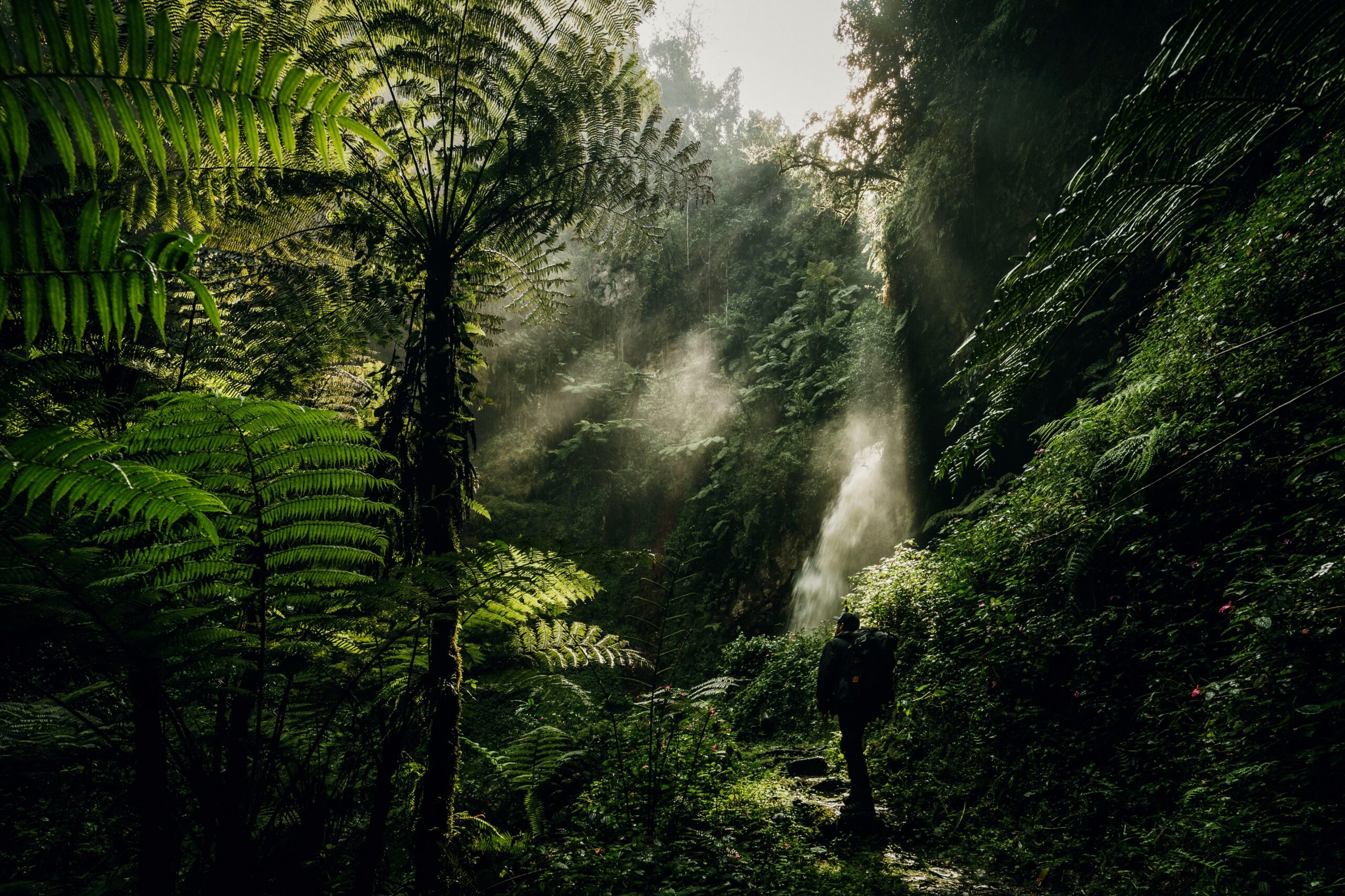 Rwanda’s Nyungwe National Park Inscribed on UNESCO World Heritage List