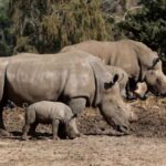 Rwanda’s Akagera National Park Welcomes 70 Southern White Rhinos