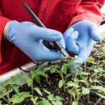 Biotech Breakthroughs and Quality Assurance: Rwanda’s Twin Strategy for Agricultural Transformation