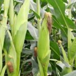 Cassava and Irish Potatoes Thrive as Maize and Beans Decline in Rwanda’s 2025 Season A