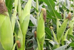 Cassava, Irish Potatoes Thrive as Maize, Beans Decline in Rwanda’s 2025 Season A