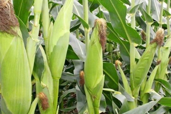 Cassava, Irish Potatoes Thrive as Maize, Beans Decline in Rwanda’s 2025 Season A